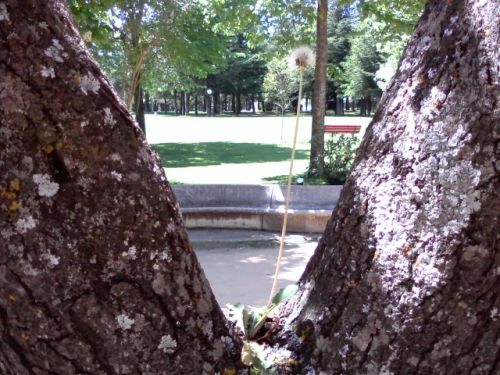 &aacute;rbol con diente