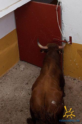 Viernes Toros 2012 1/2