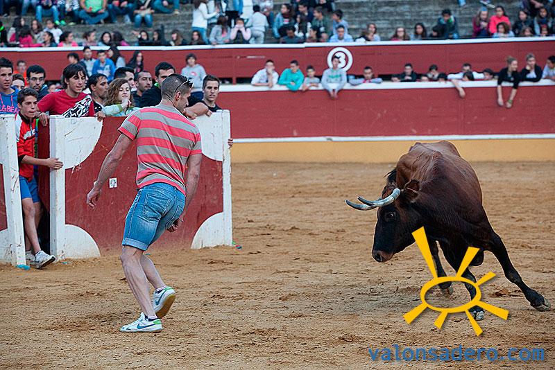 Vaquillas Sansa 2013