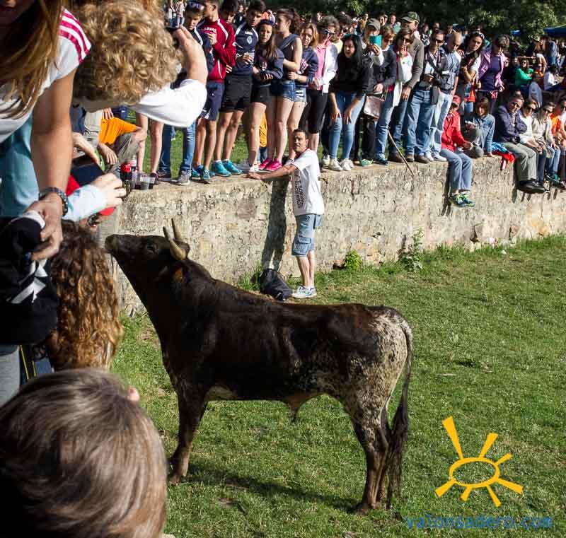 Lavalenguas 2016 mañana