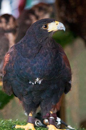 Mercado Medieval 2010