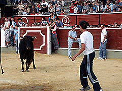 Vaquillas San Saturio