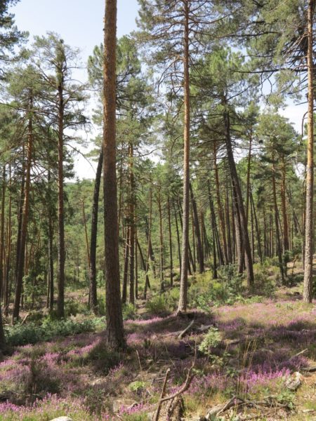 XIII SENDEROS DEL DUERO - EL CAMINO DEL DUERO ETAPA 7 DESDE LA PRESA DE LA CUERDA DEL POZO HASTA LA LAGUNA DE LA SENA