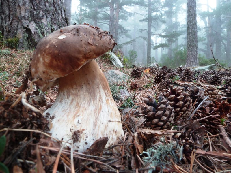XIII SENDEROS POR EL DUERO -RESERVA MICOLÓGICA DEL AMOGABLE
