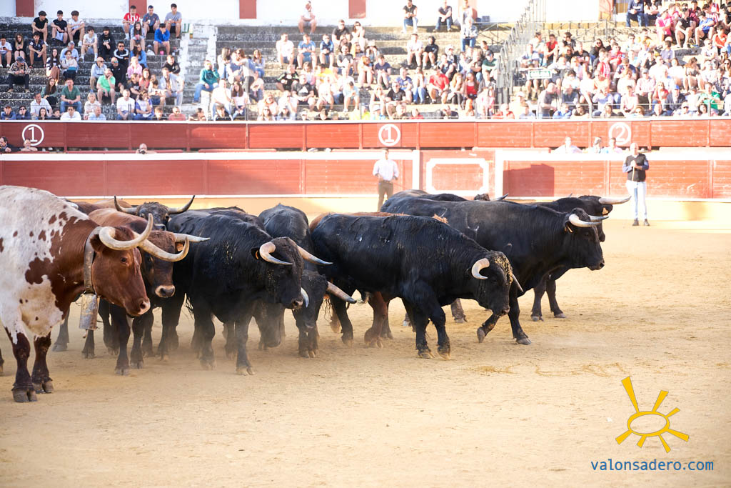FIESTAS DE SAN JUAN: DESENCAJONAMIENTO