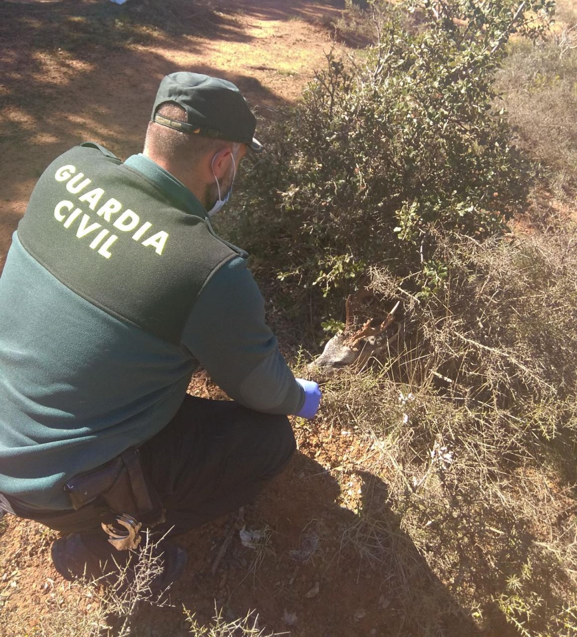 La Guardia Civil investiga a una persona por un delito de caza en Barcones