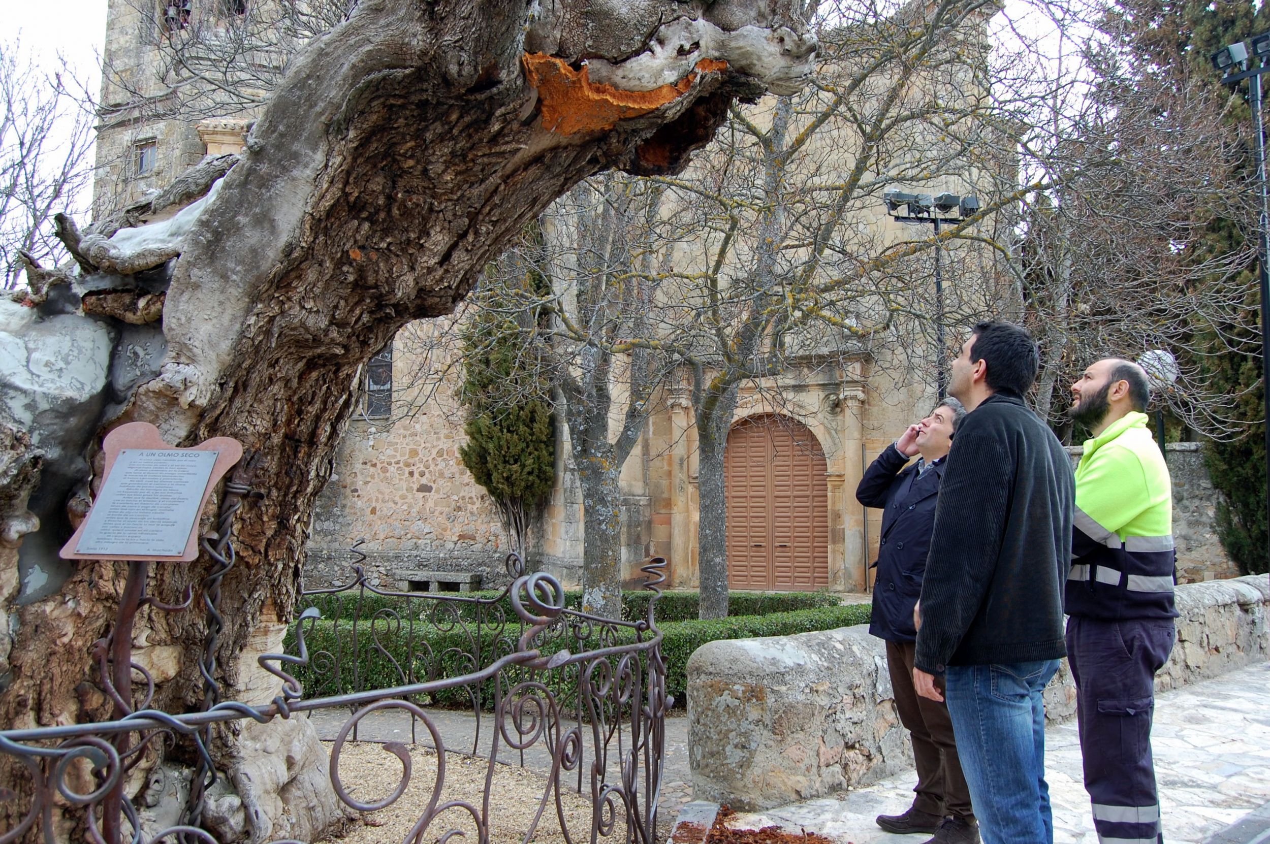 El Ayuntamiento revisará el estado del olmo de Machado tras registrarse un pequeño desprendimiento de la corteza