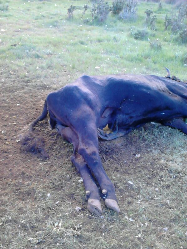 UN NUEVO ATAQUE DE BUITRES PROVOCA LA MUERTE DE UNA VACA Y SU CRIA EN ROLLAMIENTA