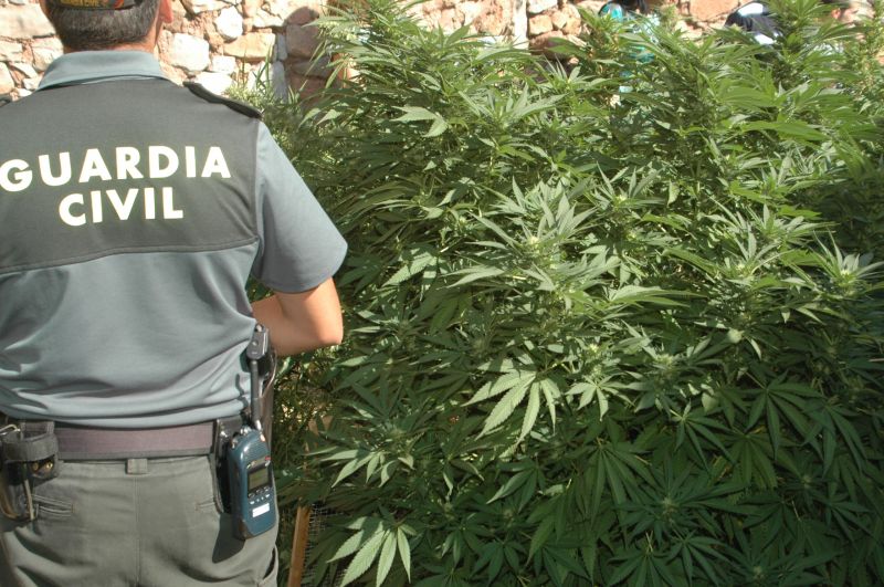 La Guardia Civil detiene a cuatro personas por cultivar marihuana en una casa de Aldealpozo