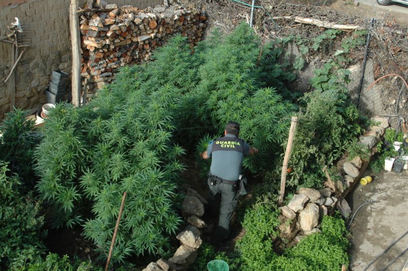 La Guardia Civil detiene a una persona por cultivar marihuana en una vivienda de un pueblo del Campo de Gómara