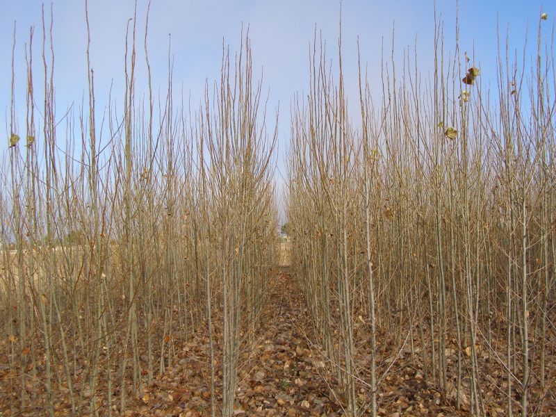 El Céder colaborará con Copiso y Purines Almazán en un proyecto sobre crecimiento del chopo para biomasa utilizando purines como fertilizante
