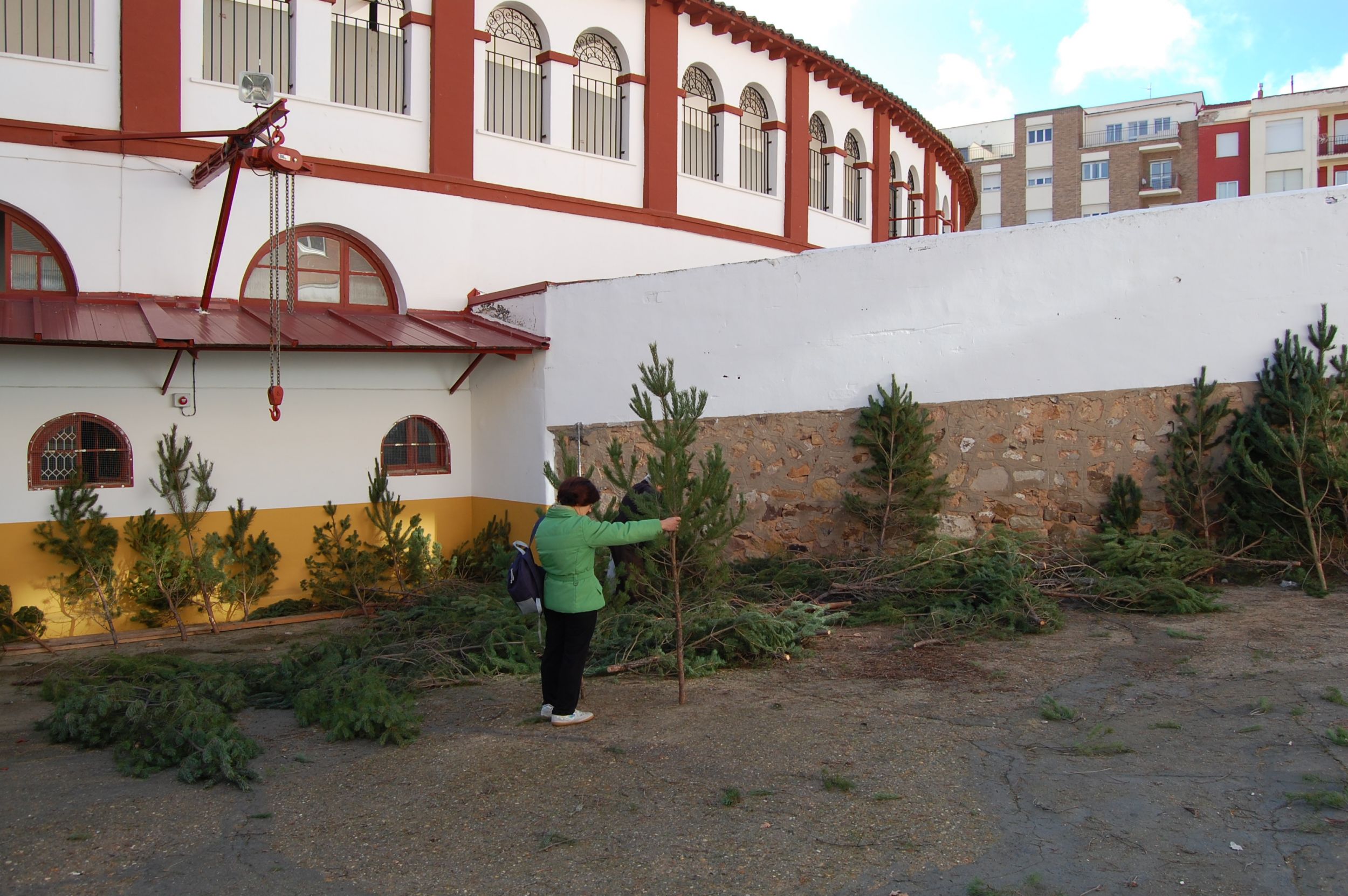 El Ayuntamiento entrega más de 140 árboles de Navidad en la primera jornada de reparto