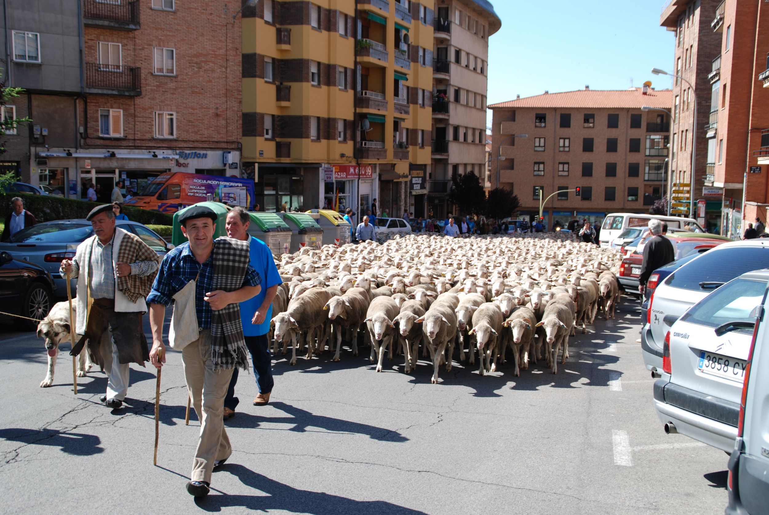 El próximo 13 de junio llegará a Soria un rebaño de ovejas merinas procedentes de Brazatortas (Ciudad Real).