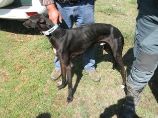La Guardia Civil denuncia a cuatro vecinos de Navarra por infracciones a la Ley de Caza y a la Ley de Protección de Animales de Compañía