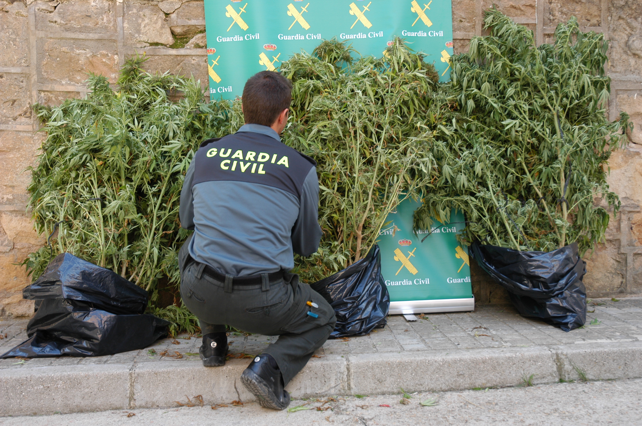 La Guardia Civil detiene a dos hombres por, presuntamente, cultivar marihuana en Villabuena