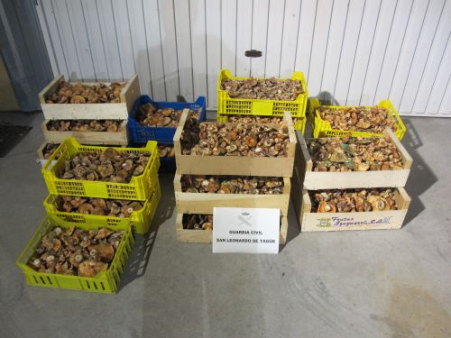 La Guardia Civil denuncia en San Leonardo a dos personas que llevaban 80 kilos de níscalos en una furgoneta 