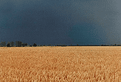 ASAJA CONTINÚA MAÑANA EN SORIA CON SUS JORNADAS INFORMATIVAS SOBRE LAS MODIFICACIONES DEL REGIMEN ESPECIAL AGRARIO