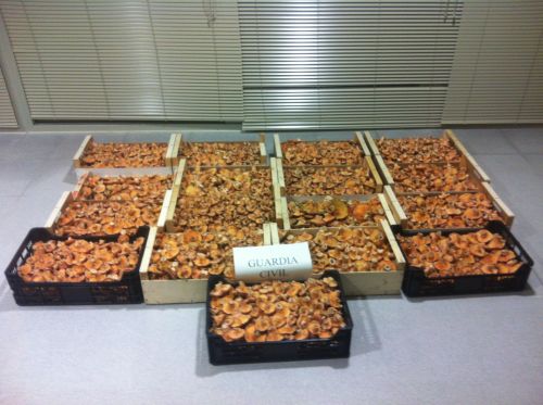 La Guardia Civil desmonta un campamento en El Burgo de Osma y realiza 41 denuncias por infracciones relacionadas con la recogida de productos micológicos